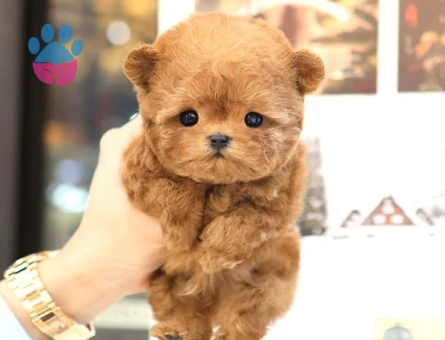 2 Aylık Çocuk Dostu Poodle Bebek Yavrular