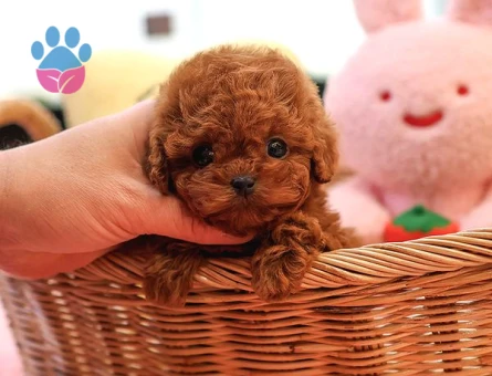 Yeni Yuvaları İçin Dünya Tatlısı Poodle Yavrular