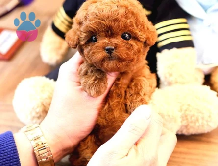 Eşi Benzeri Yok Mükemmel Kalite Toy Poodle Yavrular