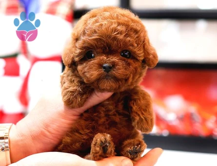 Eşi Benzeri Yok Mükemmel Kalite Toy Poodle Yavrular