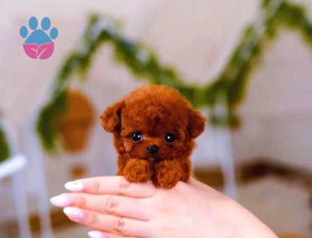 Dünya harikası geldi Toyo Poodle bebek