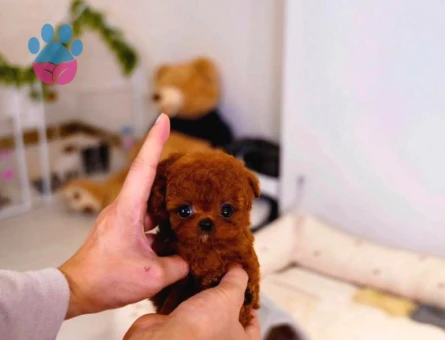 Dünya harikası geldi Toyo Poodle bebek