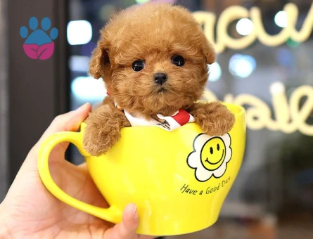 Bebek yüzlü Yavrularımız Mükemmel Poodle
