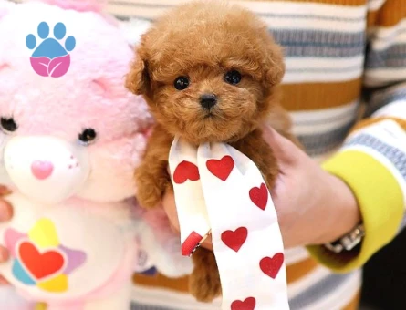 Bebek yüzlü Yavrularımız Mükemmel Poodle