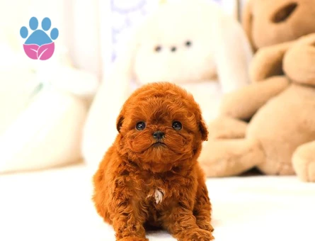 KOREAN TOY POODLE YAVRULARIM - 5426