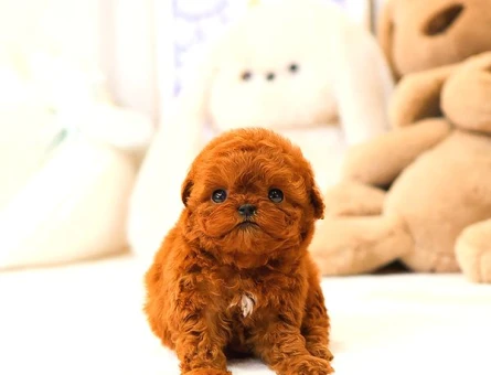 KOREAN TOY POODLE YAVRULARIM - 5426