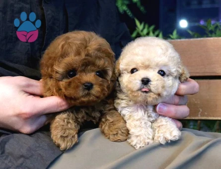 Sevecen Toy Poodle Mi̇nnaklar