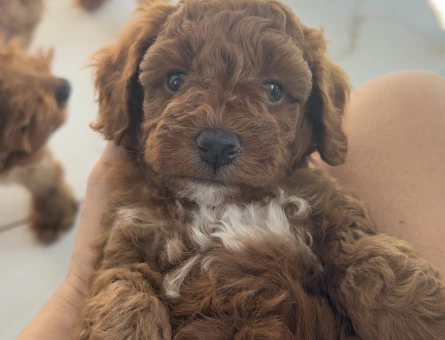 Toy poodle Dişi Köpeğime Yuva Arıyorum - 7046