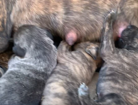 A Kalite Presa Canario yavrular - 7048
