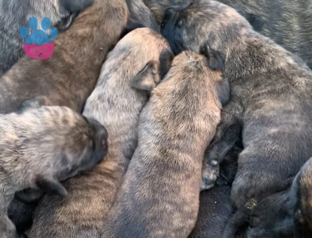A Kalite Presa Canario yavrular - 7048 - Görsel 3