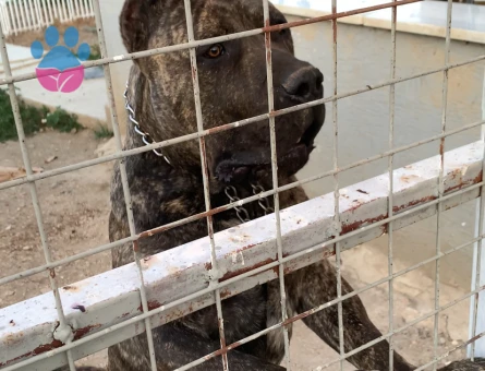 A Kalite Presa Canario yavrular - 7048 - Görsel 4