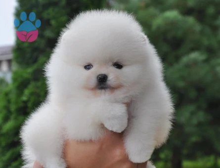 Pomeranianboo Teddy Bear Mini Yavrularımız - 7049