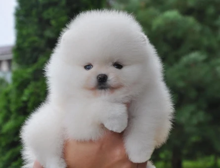 Pomeranianboo Teddy Bear Mini Yavrularımız - 7049