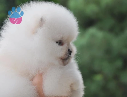 Pomeranianboo Teddy Bear Mini Yavrularımız - 7049 - Görsel 4