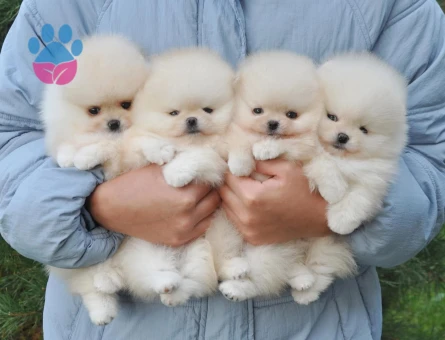 Pomeranianboo Teddy Bear Mini Yavrularımız - 7049 - Görsel 5