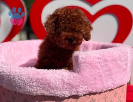 Toy Poodle Safkan En Mini Kore Yavrularımız - 7050 - Görsel 3