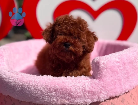 Toy Poodle Safkan En Mini Kore Yavrularımız - 7050 - Görsel 4