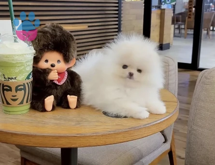 Boo Pomeranian Ayıcık Surat Ultra Mini Yavrularımız - 7051