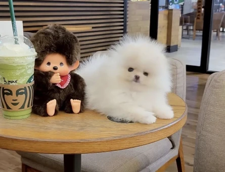 Boo Pomeranian Ayıcık Surat Ultra Mini Yavrularımız - 7051