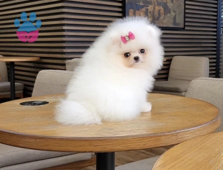 Boo Pomeranian Ayıcık Surat Ultra Mini Yavrularımız - 7051 - Görsel 4