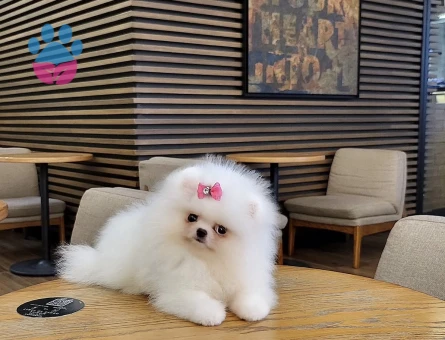 Boo Pomeranian Ayıcık Surat Ultra Mini Yavrularımız - 7051 - Görsel 5