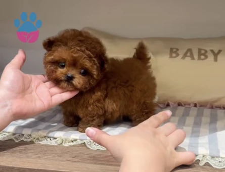 Toy Poodle Ultra Mini Kore Yavrularımız - 7052