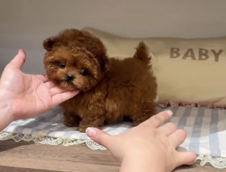 Toy Poodle Ultra Mini Kore Yavrularımız - 7052