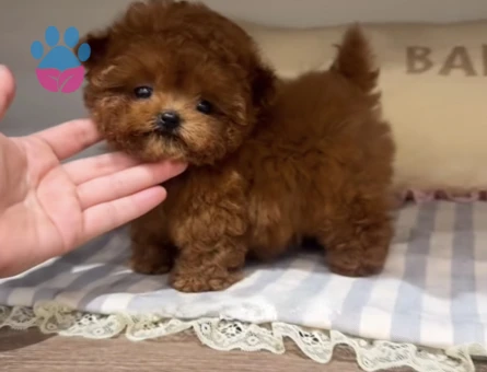 Toy Poodle Ultra Mini Kore Yavrularımız - 7052 - Görsel 5