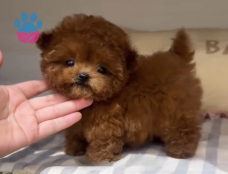 Toy Poodle Ultra Mini Kore Yavrularımız - 7052 - Görsel 4