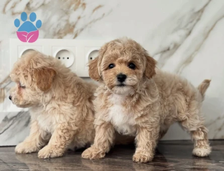 Maltipoo En küçük Boy Yavrularımız - 7053 - Görsel 4