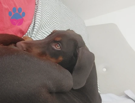 Yavru Kızıl Kahve Doberman - 7059 - Görsel 3