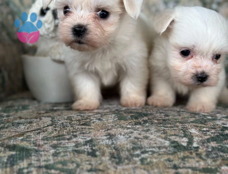 Teacup Maltese Yavrular - 7063