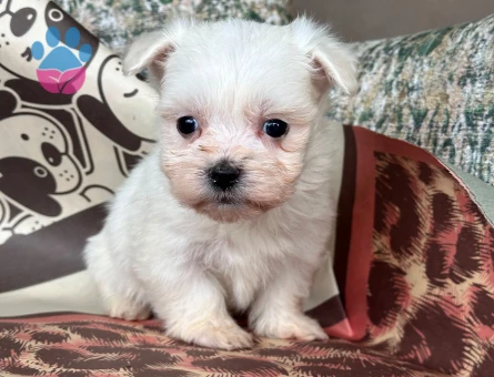 Teacup Maltese Yavrular - 7063 - Görsel 3