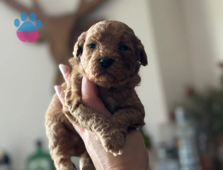 Toy Poodle Yavrular 2 Aylık Köpeğime Yuva Arıyor - 7064 - Görsel 4