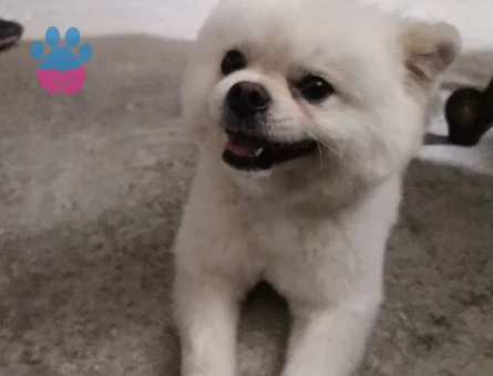 Yeni yuvasını arayan Pomeranian dostlarımız! - 7065 - Görsel 4