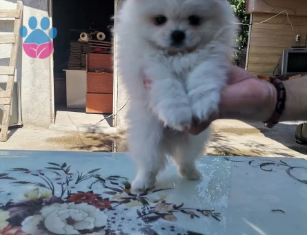 Yeni yuvasını arayan Pomeranian dostlarımız! - 7065 - Görsel 5