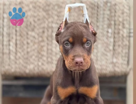 King Doberman  Europan - 7066