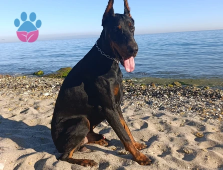 King Doberman  Europan - 7066 - Görsel 3