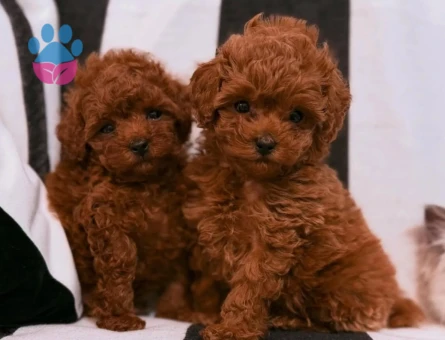 Teacup poodle 2 Aylık Yavrumuz - 7067