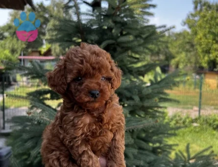 Teacup poodle 2 Aylık Yavrumuz - 7067 - Görsel 3