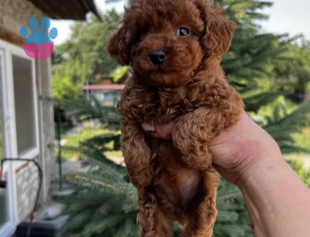 Teacup poodle 2 Aylık Yavrumuz - 7067 - Görsel 4