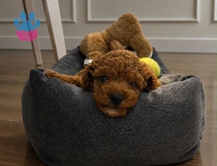 Toy Poodle 2 Aylık Safkan Köpeğime Yuva Arıyorum - 7073