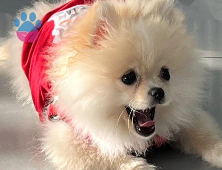 Pomeranian Boo Tatlı lina Yeni Ailesini Arıyor - 7074 - Görsel 2