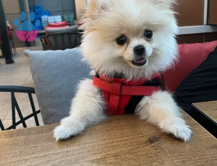Pomeranian Boo Tatlı lina Yeni Ailesini Arıyor - 7074 - Görsel 3