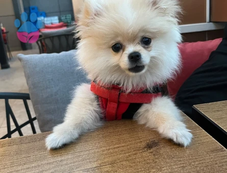 Pomeranian Boo Tatlı lina Yeni Ailesini Arıyor - 7074 - Görsel 4