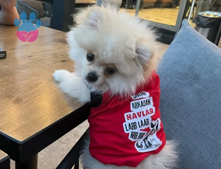 Pomeranian Boo Tatlı lina Yeni Ailesini Arıyor - 7074 - Görsel 5