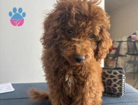 Toy Poodle Leo / Eğitimli ve Aşıları Tam - 7075
