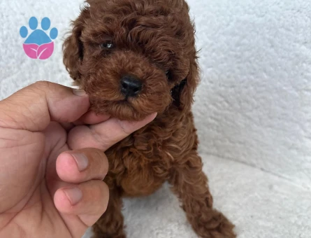 IRK GATANTİLİ KORE KAN TOY POODLE YAVRULARI - 7078 - Görsel 3