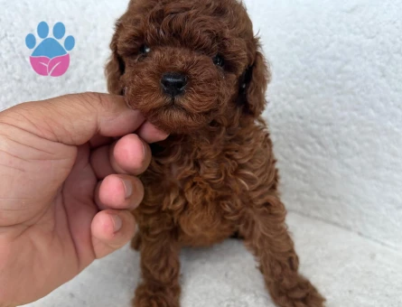 IRK GATANTİLİ KORE KAN TOY POODLE YAVRULARI - 7078