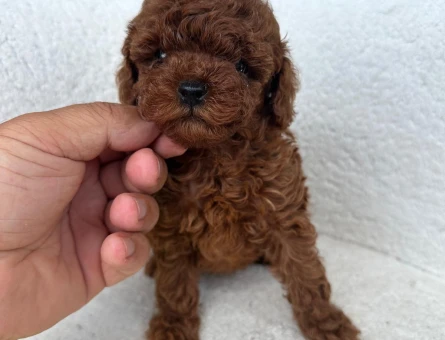 IRK GATANTİLİ KORE KAN TOY POODLE YAVRULARI - 7078